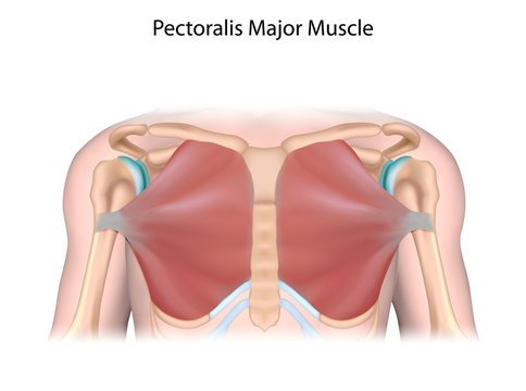 Pectoralis major muscle, illustration - Stock Image - F026/9319