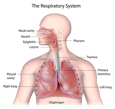 The respiratory system, labeled