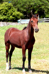 Obraz premium Koń kreolski