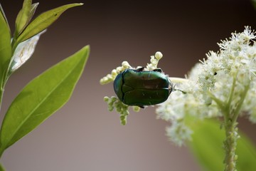 Gastrophysa viridula, petit coléoptère vert