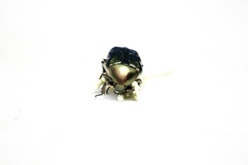 Gastrophysa viridula, petit coléoptère vert