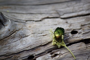 Gastrophysa viridula, petit coléoptère vert
