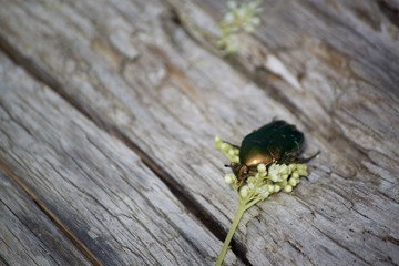 Gastrophysa viridula, petit coléoptère vert