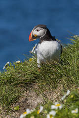 Puffin resting on grass with flowers, Iceland