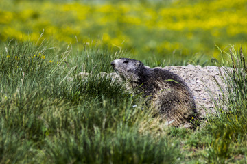 Marmot
