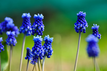 Blue Muscari flower in the grass, closeup macro photo.