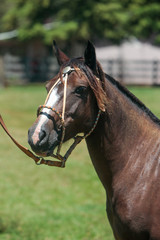 Obraz premium Cavalo Crioulo