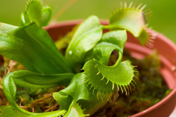 Exotic insect-eating predator flower Venus flytrap dionaea planted over a clay plantpot, in a blurred background