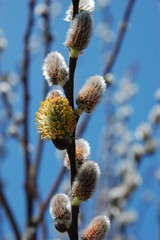 Willow catkin