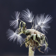 the dandelion with seeds ready for dispersal isolated on black background