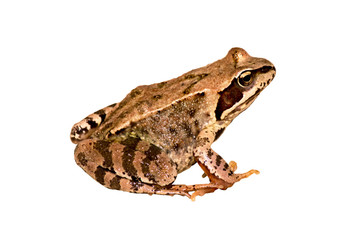 brown wet toad on white background