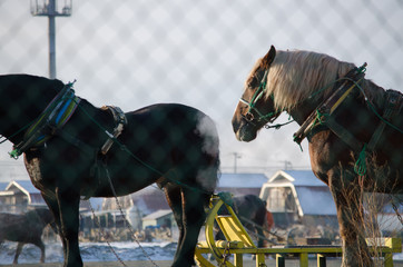 冬の競馬場