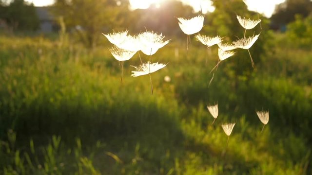 Dandelion Seeds falling from the sky