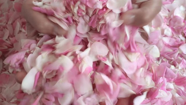 Tea rose petals collected by woman hands. Petals fall down through finges. Ripe tea rose petals harvested in spring. UHD 4k