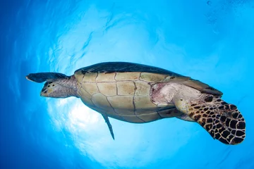Tableaux ronds sur aluminium brossé Tortue Hawksbill Sea Turtle in Blue Water
