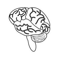 Obraz premium Human brain isolated