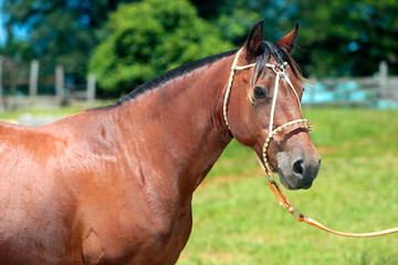 Obraz premium Cavalo Crioulo