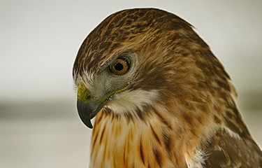 Red feather Hawk