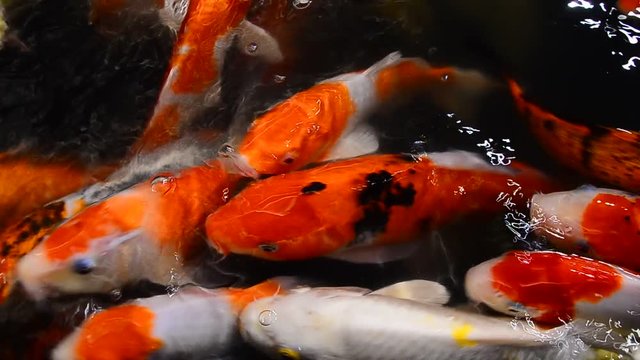 Japan Koi Carp,Colorful fancy fish