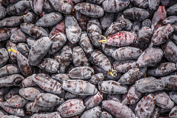 a scattering of dark ripe berries of the blue honeysuckle