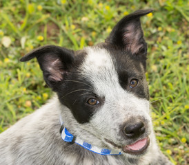 Adorable Texas Heeler puppy looking up at the viewer with a happy face