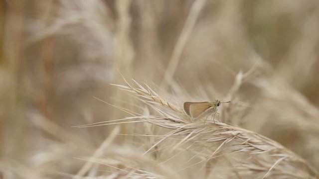 a brown butterfly on a dry plant in summer