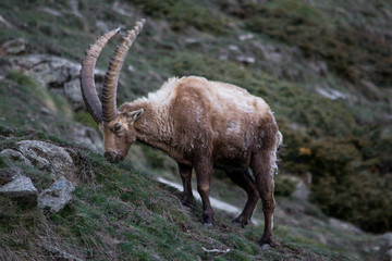 Alpine Ibex nel suo habitat naturale, la montagna