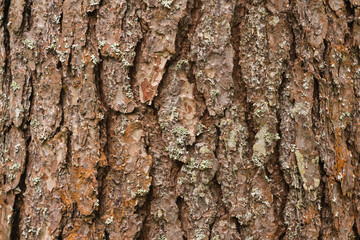 brown pine bark