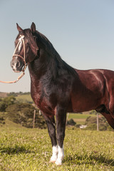 Cavalo Crioulo