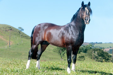 Cavalo Crioulo