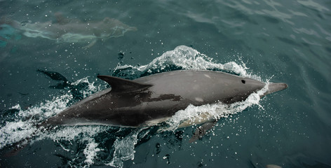 Fototapeta premium Dolphins swimming in ocean surfacing and splashing