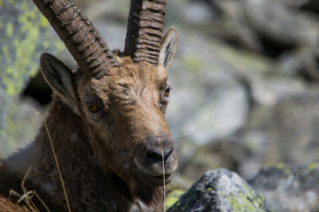 Alpine Ibex nel suo habitat naturale, la montagna