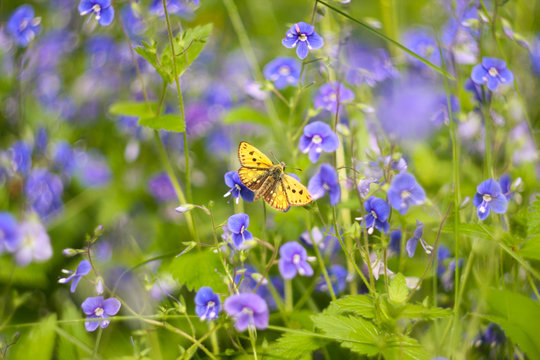 Yellow Butterfly On A Blue Flower