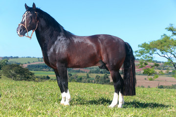 cavalo crioulo