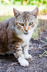 nice sick cat with diseased eyes outside