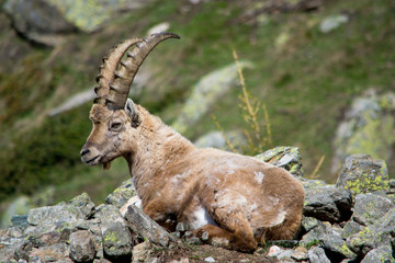 Alpine Ibex nel suo habitat naturale, la montagna