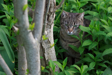 domestic cat in the garden