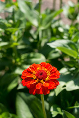 Red field flowers with green leafs in the blurred background