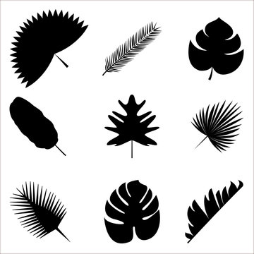 Palm leaves Vector illustration Exotic and tropical plants Set of different palm leaves silhouettes isolated on white background