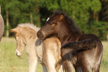 Obraz premium Spielende Islandfohlen