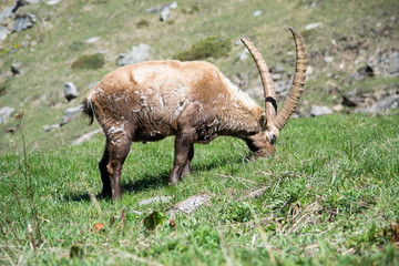 Alpine Ibex nel suo habitat naturale, la montagna