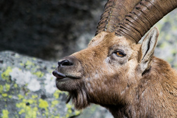 Alpine Ibex nel suo habitat naturale, la montagna