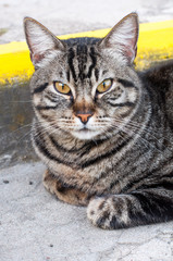 nice tabby cat portrait. Cat is sitting on the road