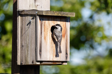 birdhouse and Black-capped Chickadee