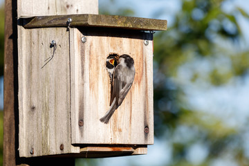 birdhouse and Black-capped Chickadee