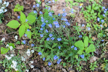 Forget-me-not wild flowers