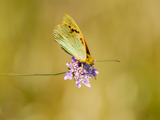 Brown butterfly pollinating a flower on springtime