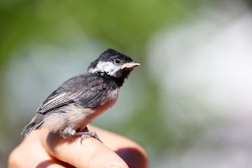 Young Black capped Chickadee