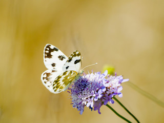 White buttefly pollinating a flower on springtime