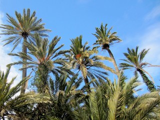 Obraz na płótnie Canvas date palm (Phoenix dactylifera)
